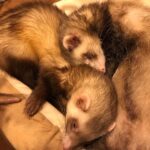 フェレットを飼うならこれが必要！おすすめのグッズやアイテム紹介