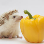 ハリネズミの寿命と長生きさせる８つのヒント