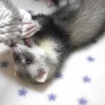 一人暮らしの方におすすめ！フェレットと暮らす魅力と注意点