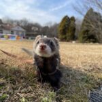 フェレットの抜け毛は健康のバロメーター？知っておきたい病気やストレスのサインとは