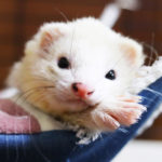 フェレットの病気「胃拡張」とその予防法・治療法