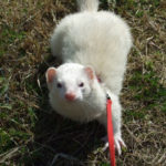 フェレットとお散歩するためのハーネストレーニング