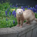 フェレットの寿命–フェレットはどのくらい生きるのか？