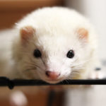 フェレットトレーニング「基本のしつけ方」