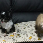 フェレットと犬や猫など他のペットを飼う時のヒント