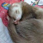 フェレットのお世話に関する10の基本